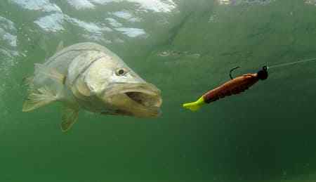Why Use Fluorocarbon Line For Carp Fishing
