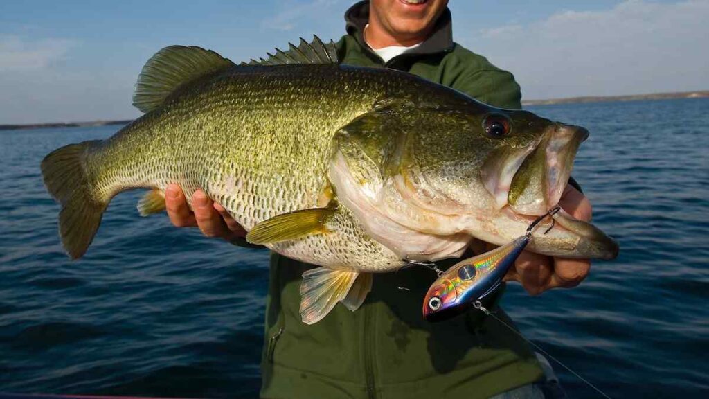 Bass