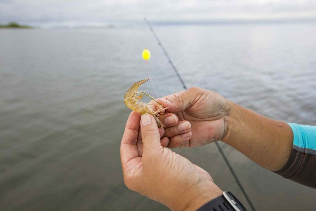 Can You Use Shrimp as Bait in Freshwater