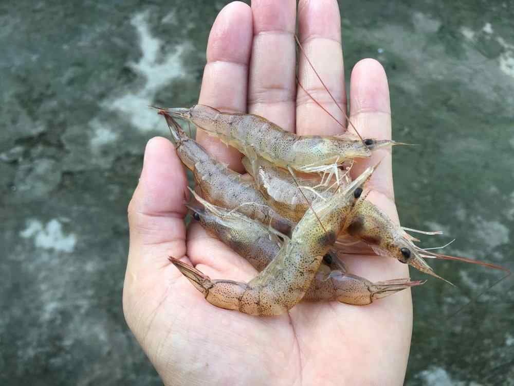 How to Use Shrimp as Bait in Freshwater?