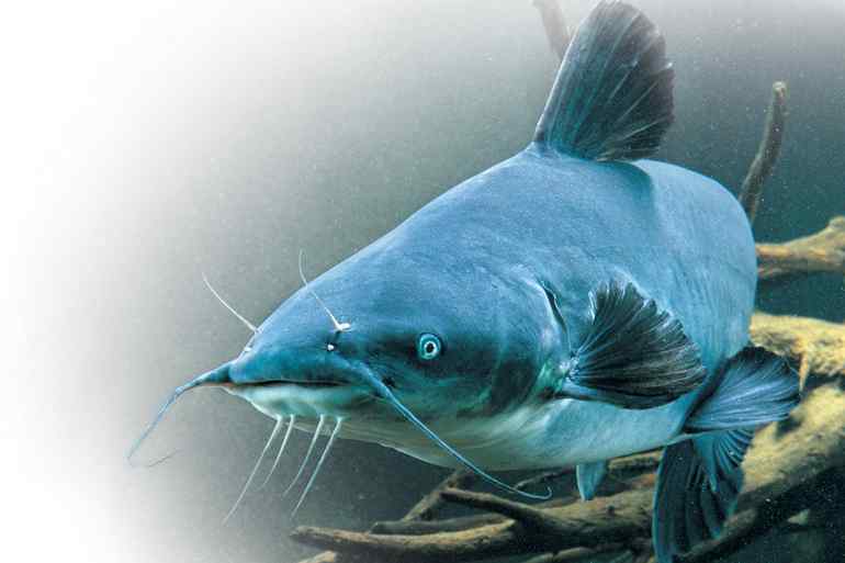 The Best Time Of The Year To Catch Blue Catfish