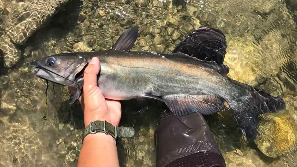 The Best Time Of The Year To Catch Channel Catfish