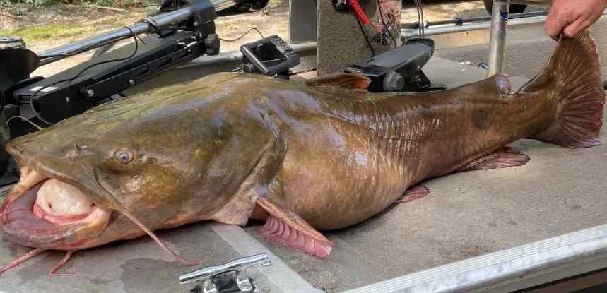 The Best Time Of The Year To Catch Flathead Catfish