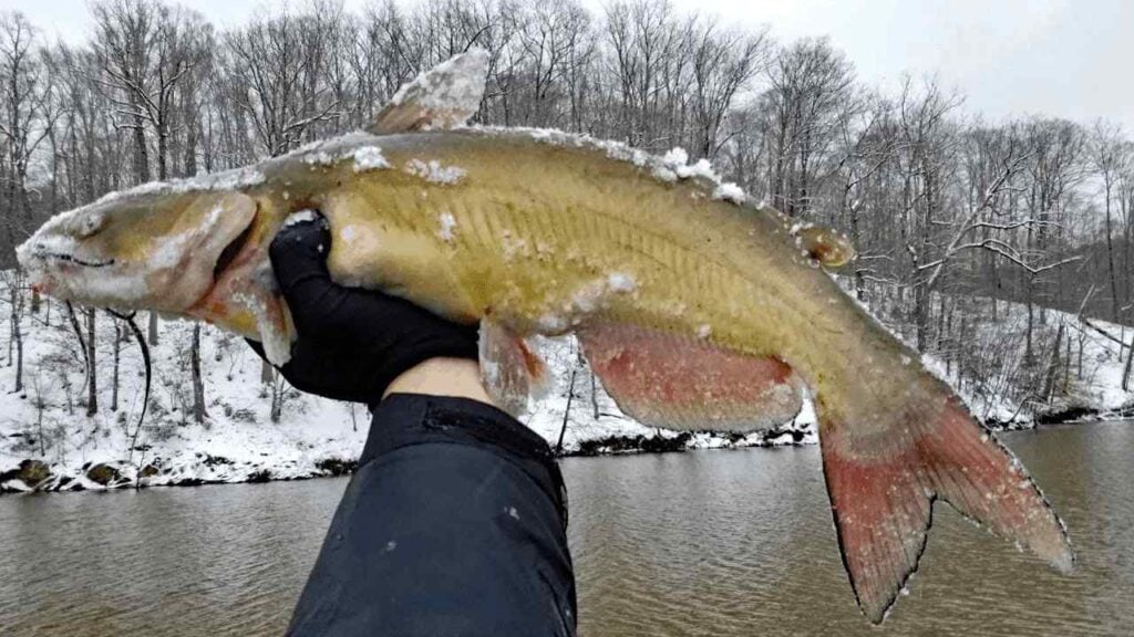 best time to catch catfish