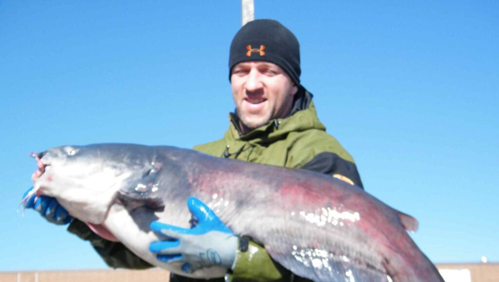 catching catfish in winter