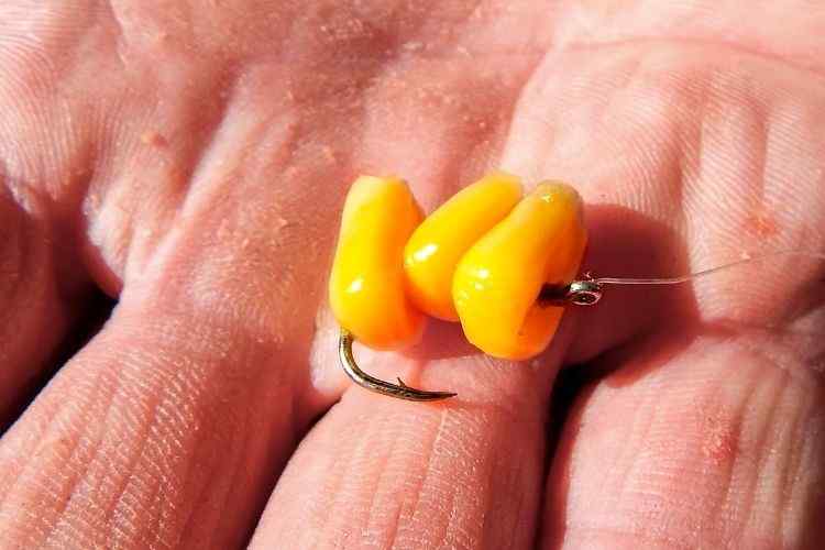 fishing with corn