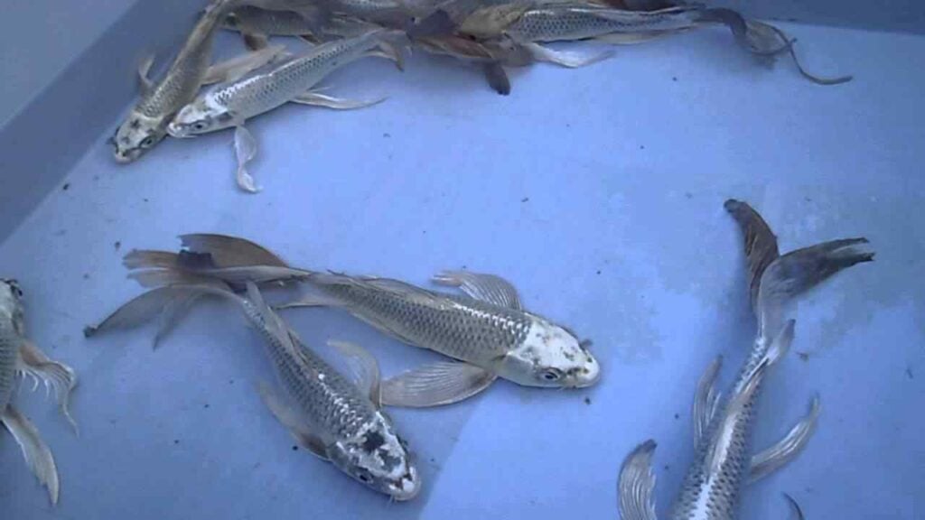 Do Ghost Carps Eat Other Carp? Food Habits (2024)