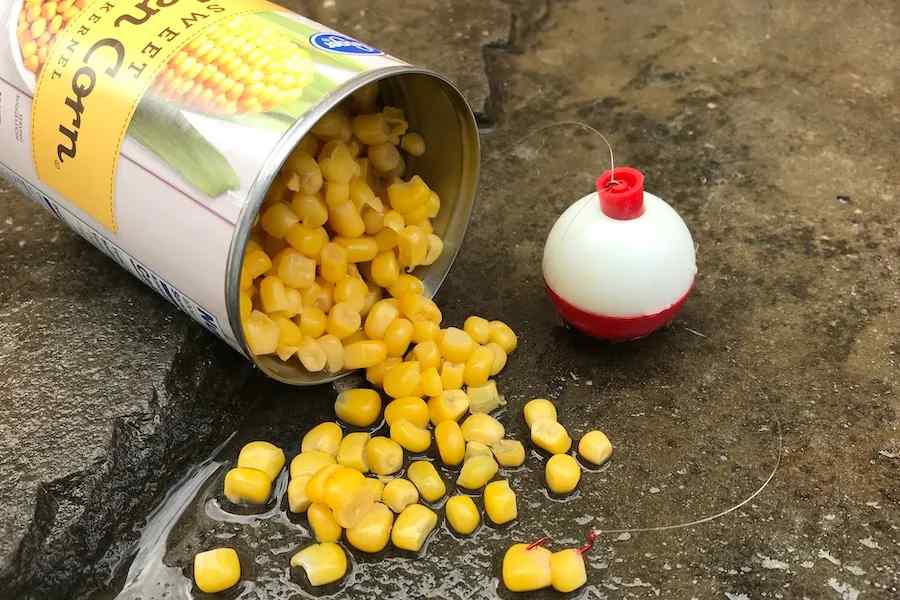 is it possible to catch catfish with corn